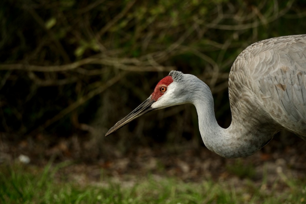 Sandhill Crane - ML643246200