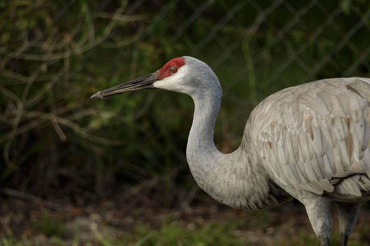 Sandhill Crane - ML643246201