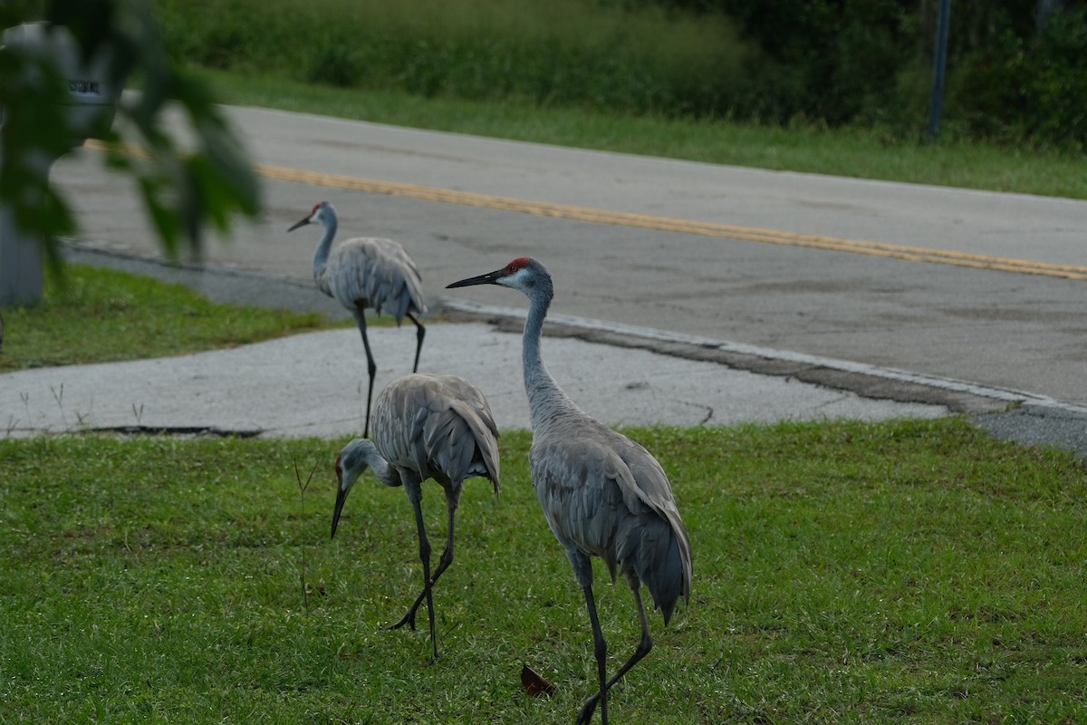 Sandhill Crane - ML643246202