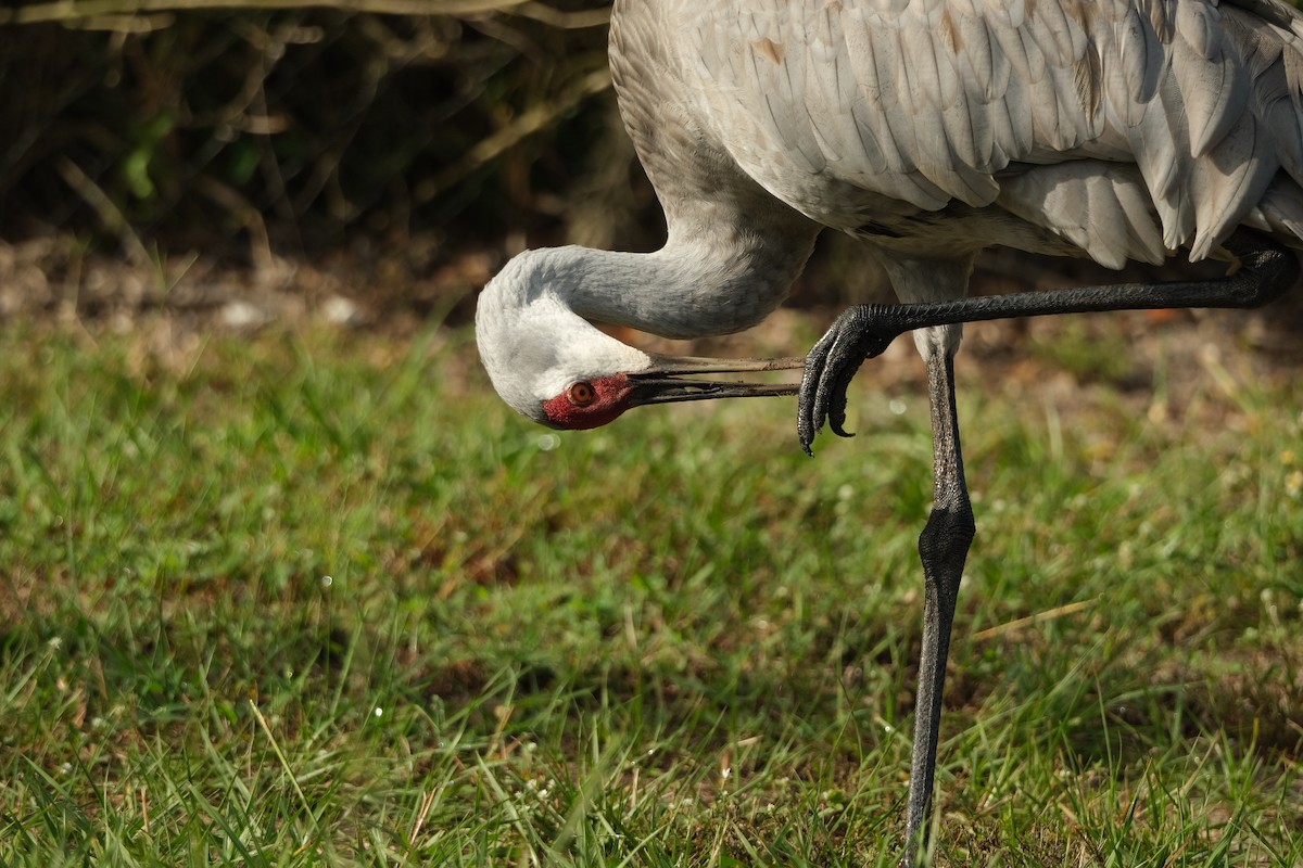 Sandhill Crane - ML643246203