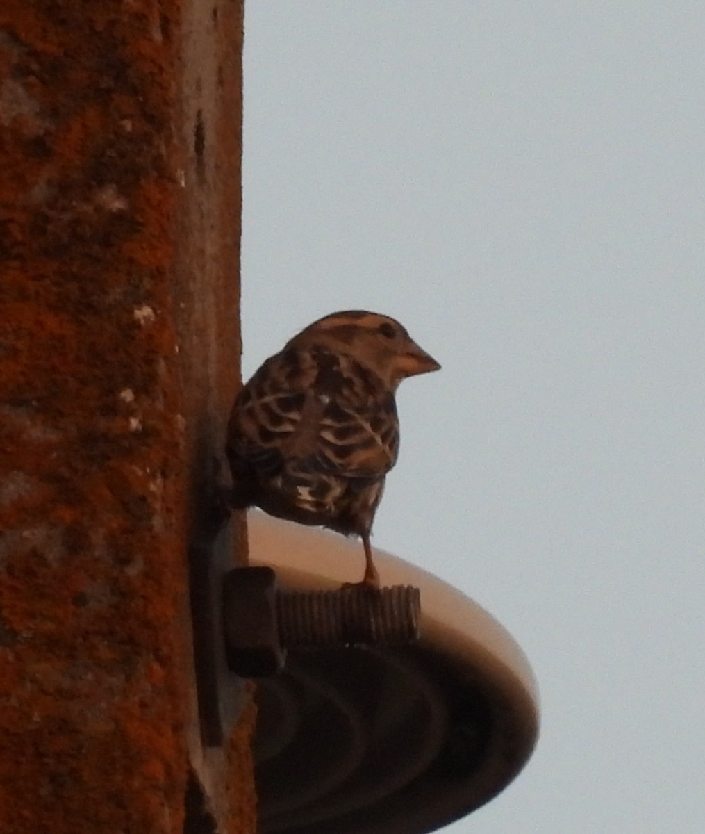 Rock Sparrow - ML643246208