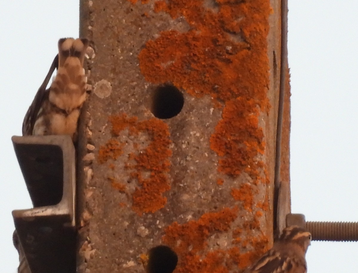 Rock Sparrow - ML643246209