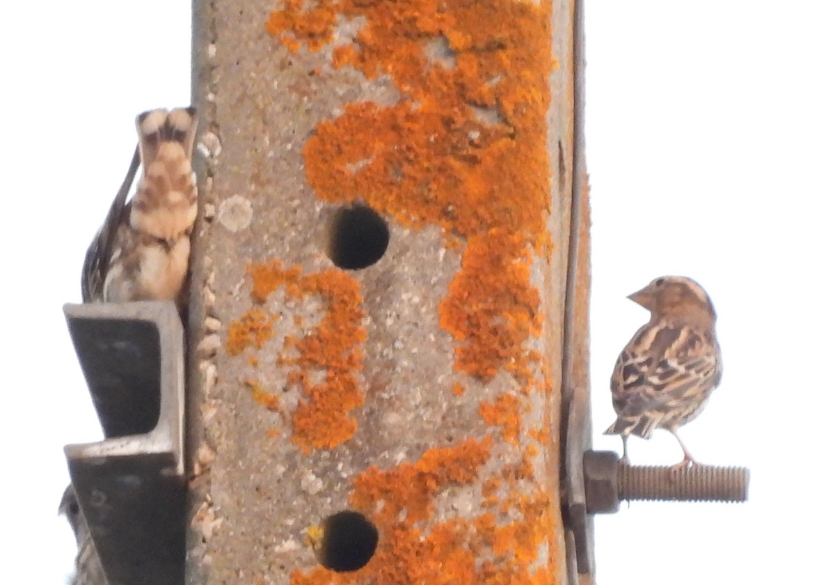 Rock Sparrow - ML643246210
