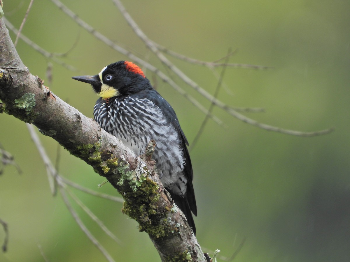 Acorn Woodpecker - ML643246219