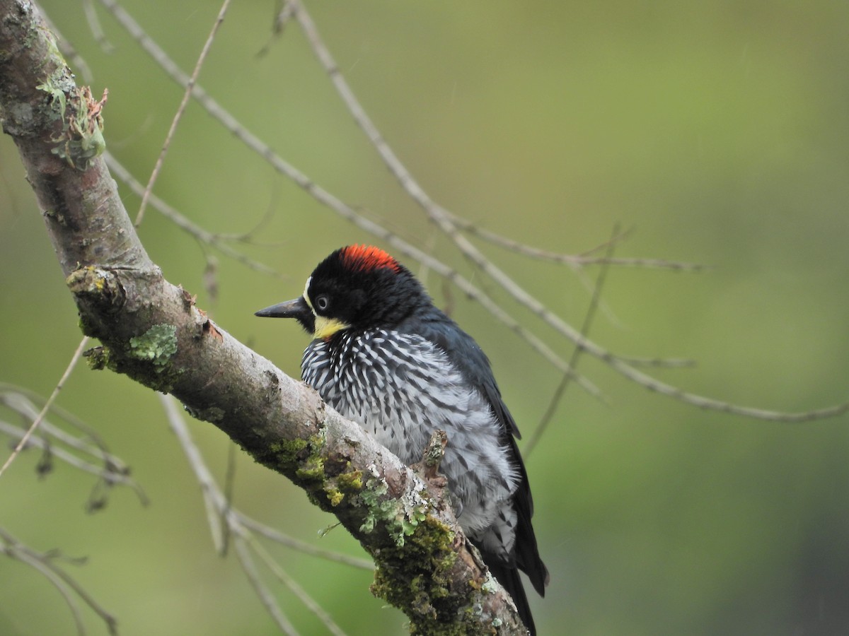 Acorn Woodpecker - ML643246220