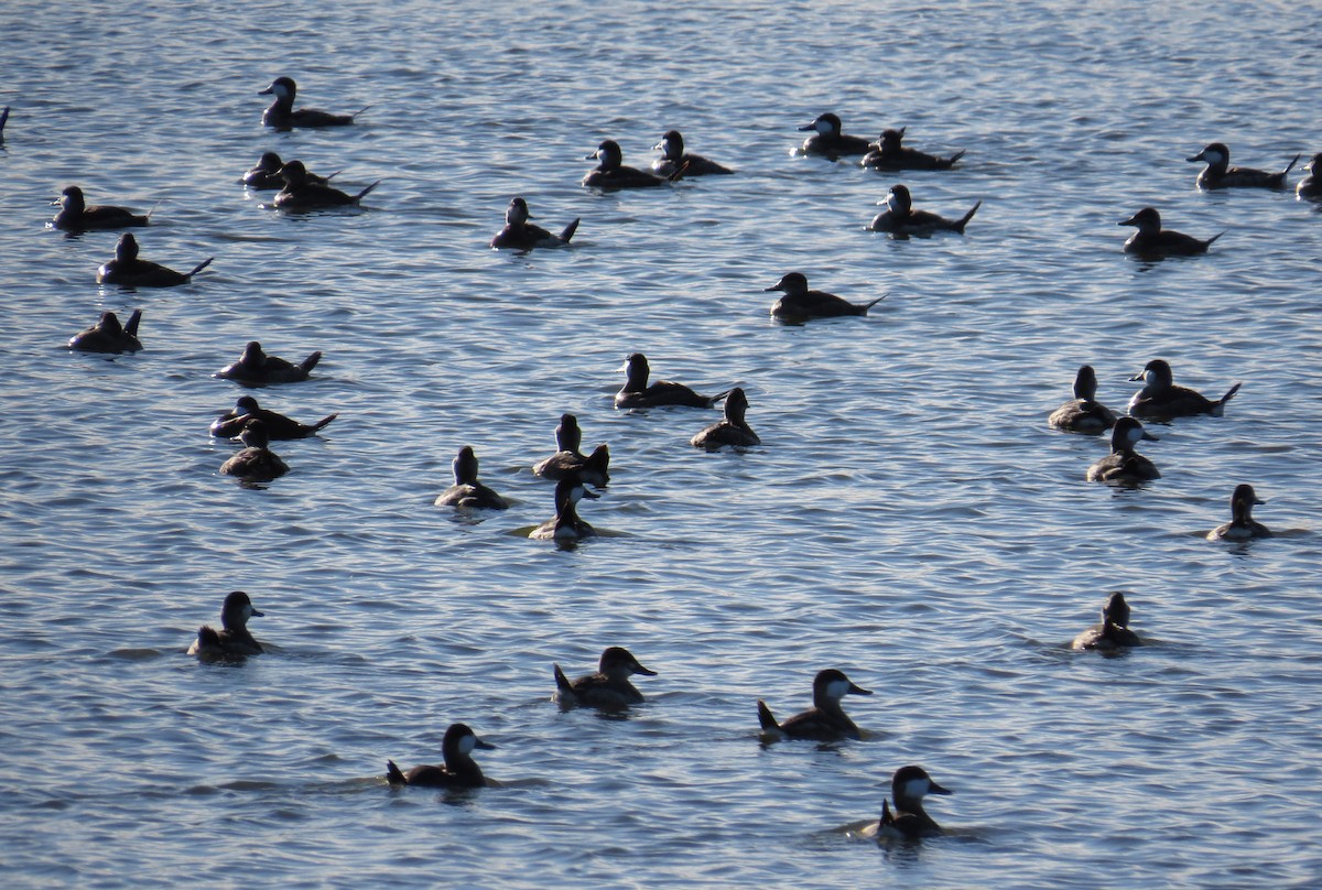 Ruddy Duck - ML643246245
