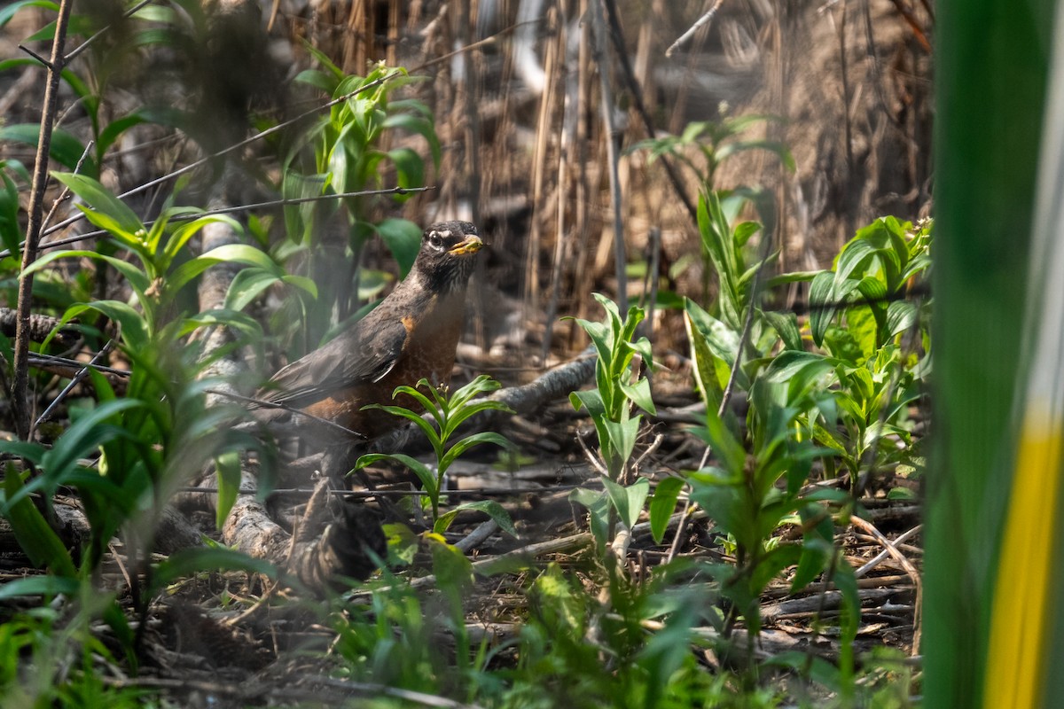 American Robin - ML643246246