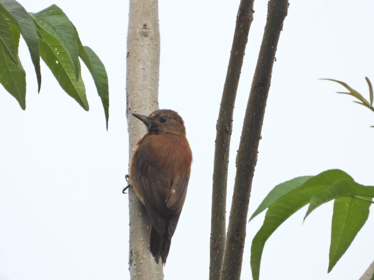 Smoky-brown Woodpecker - ML643246249