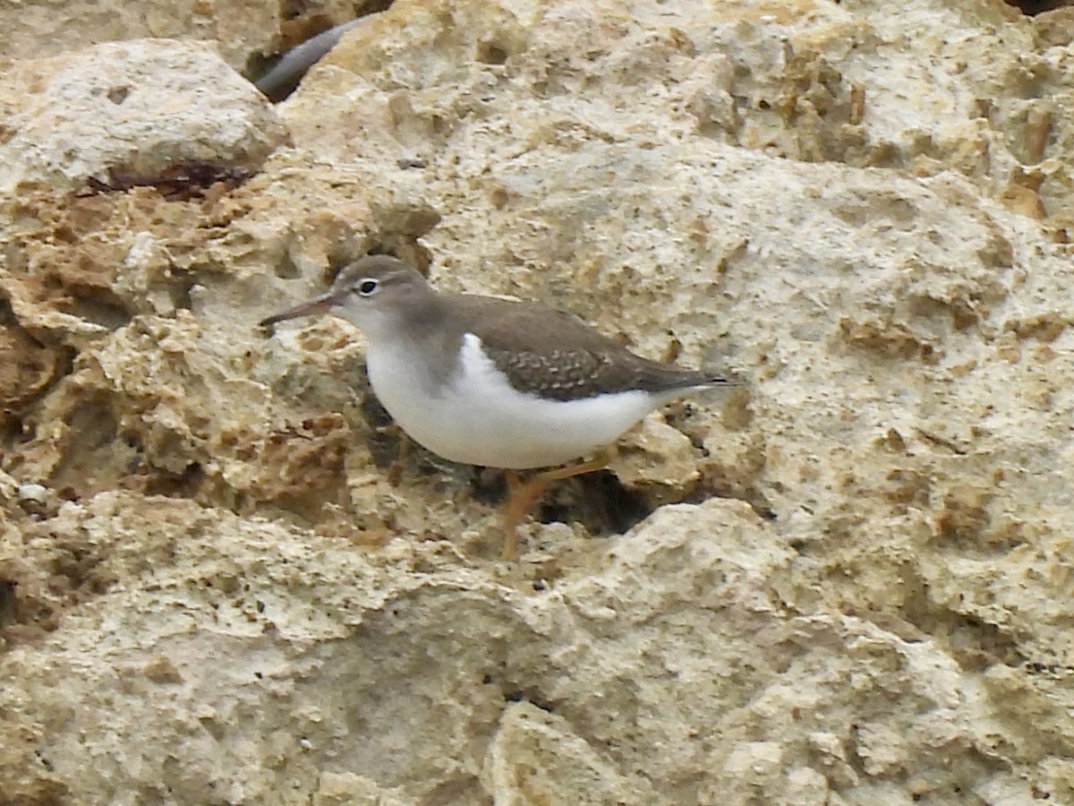 Spotted Sandpiper - ML643246255