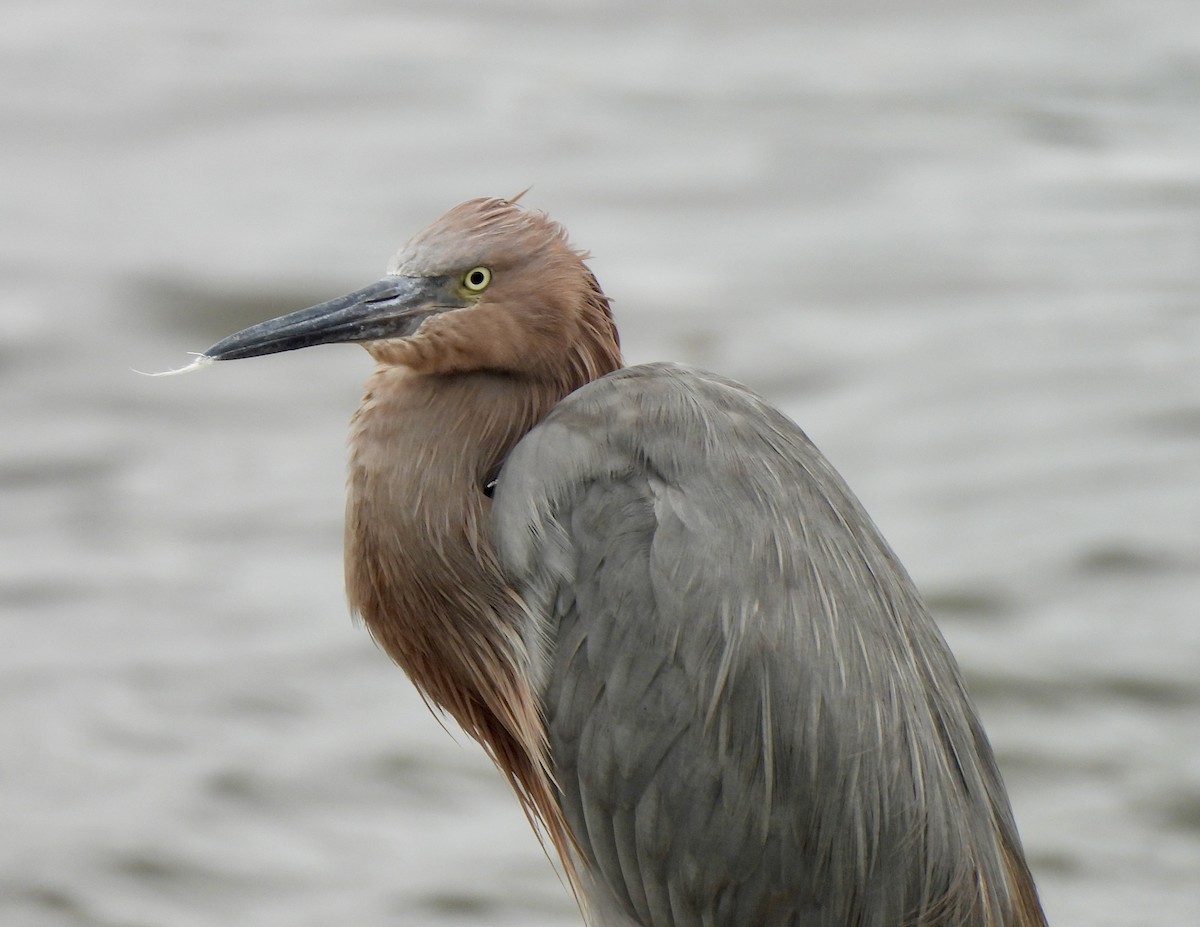 Reddish Egret - ML643246260