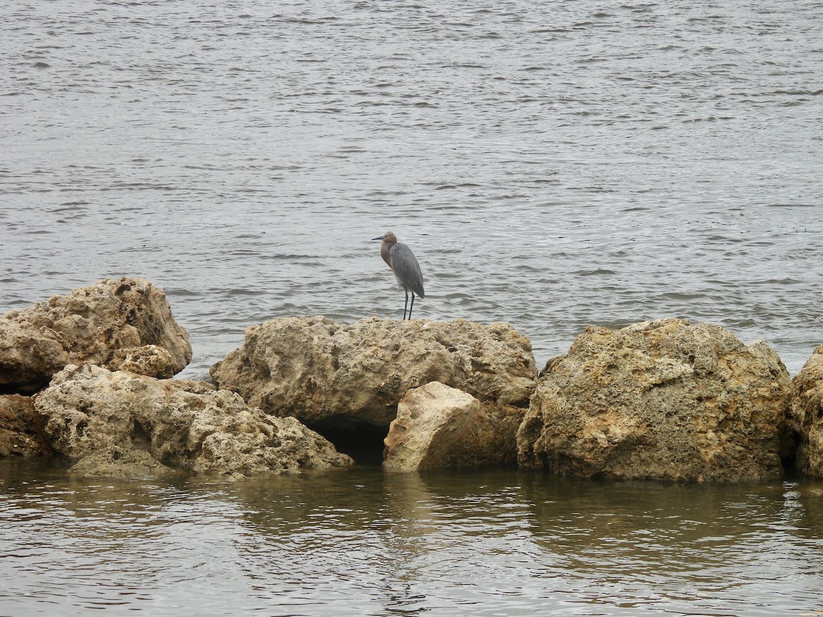 Reddish Egret - ML643246261