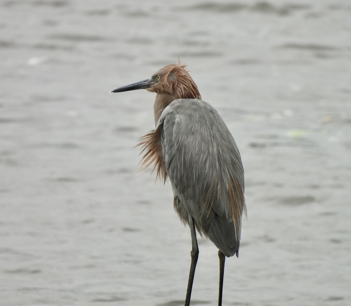 Reddish Egret - ML643246262