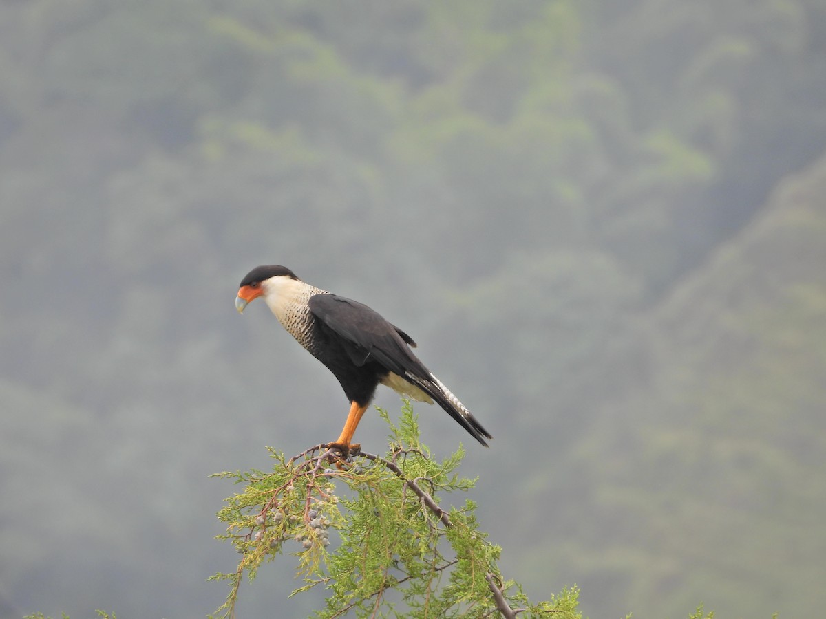 Crested Caracara - ML643246264