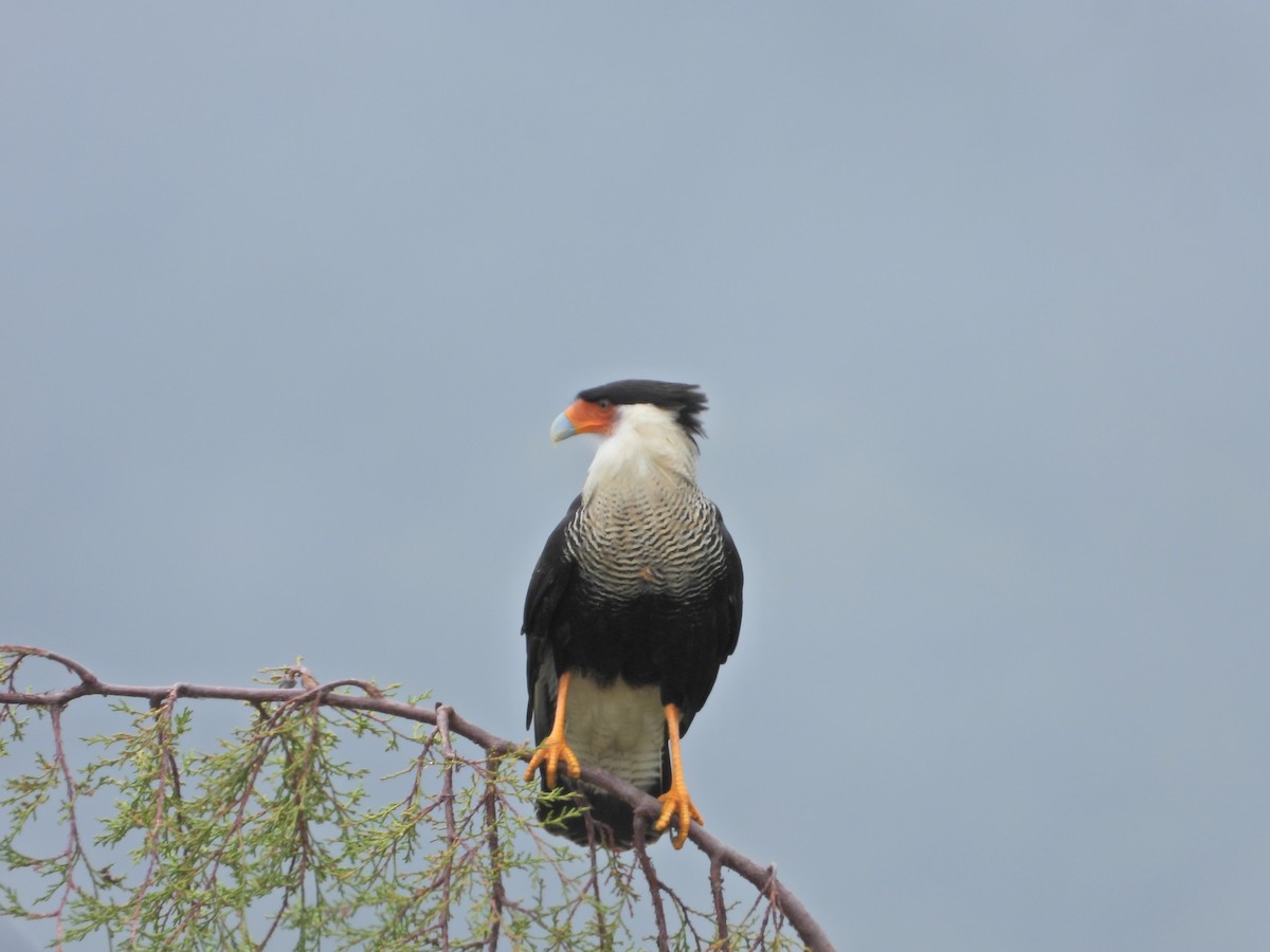 Crested Caracara - ML643246265