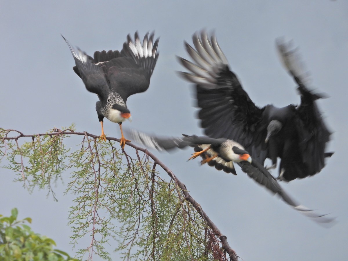 Crested Caracara - ML643246266