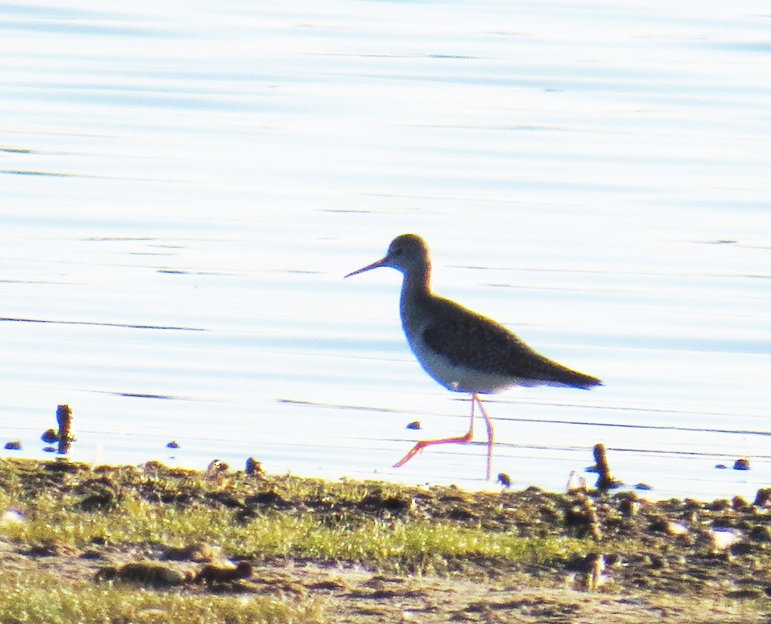 Greater Yellowlegs - ML643246275
