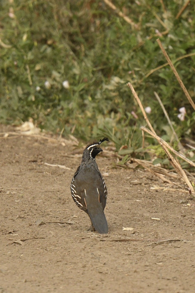 California Quail - ML643246290