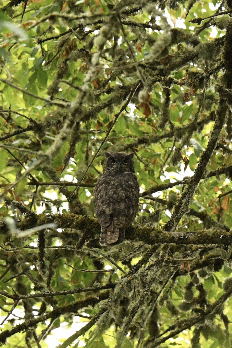 Great Horned Owl - ML643246296