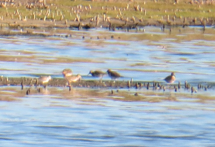 Орог элсэг - ML643246298