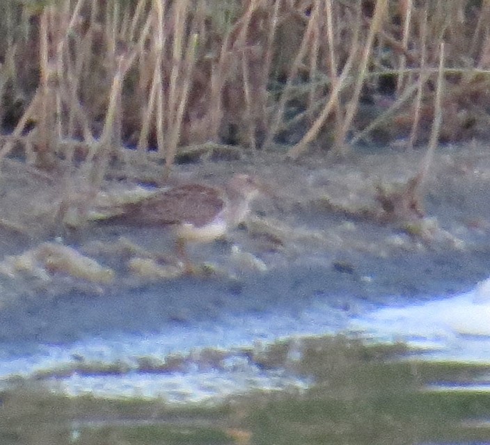 Орог элсэг - ML643246299