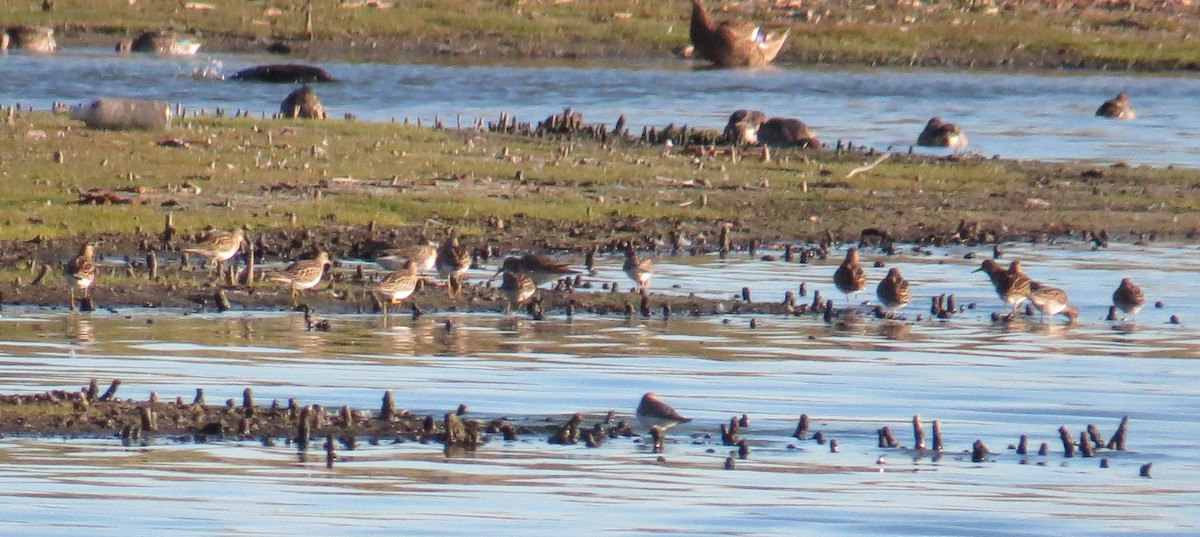 Орог элсэг - ML643246300