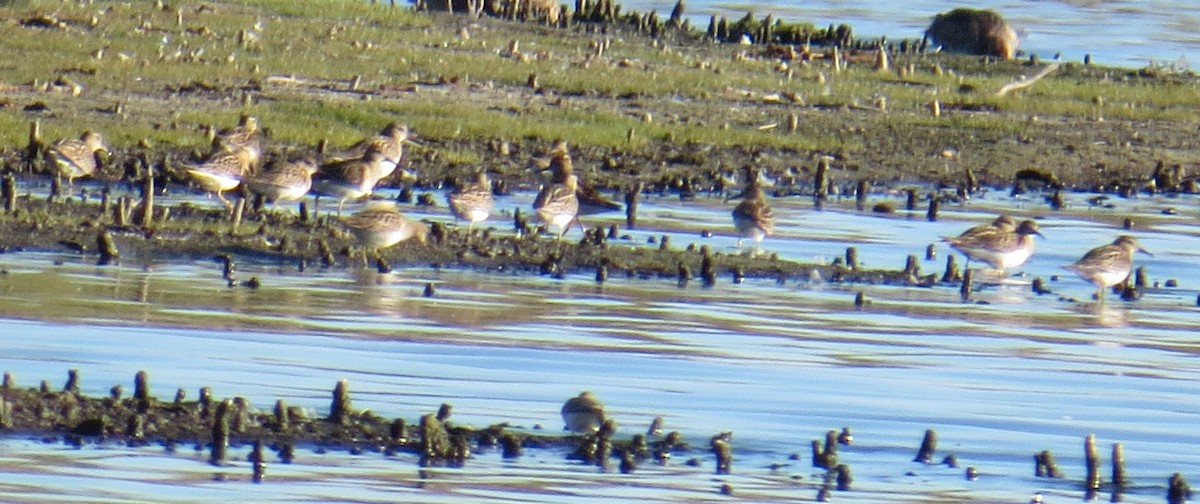 Орог элсэг - ML643246301