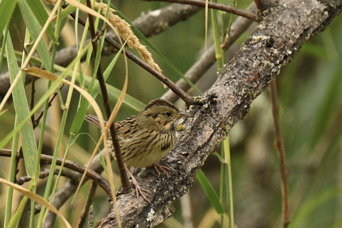 Lincoln's Sparrow - ML643246304