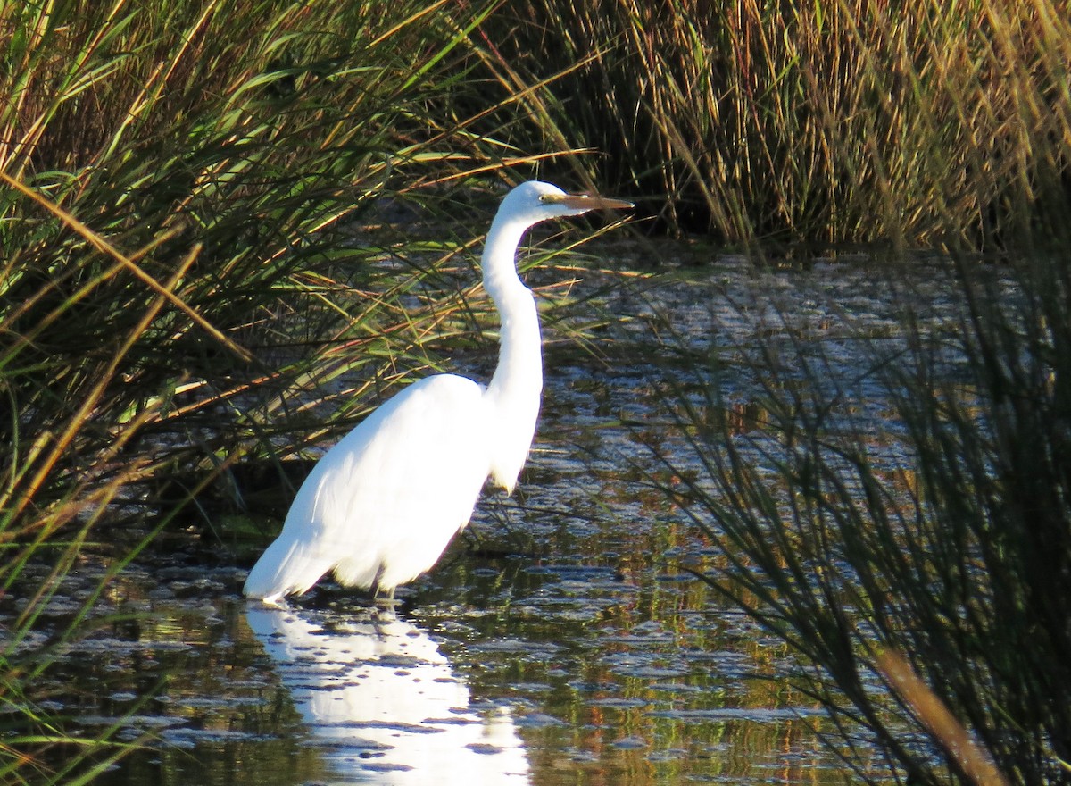 Great Egret - ML643246309