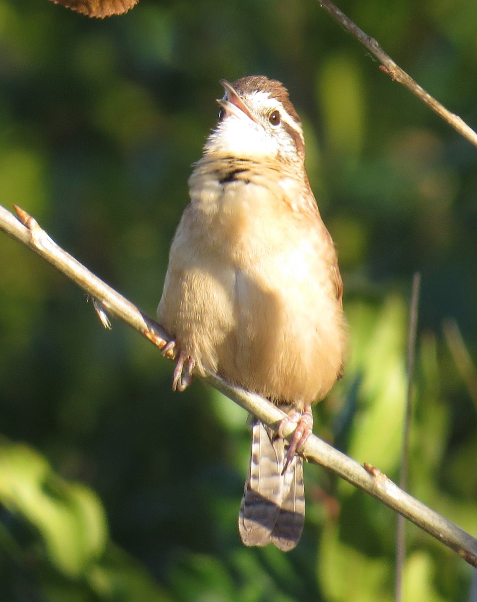Carolina Wren - ML643246323