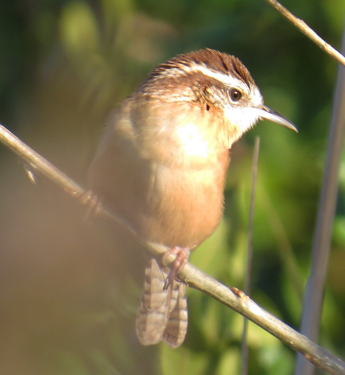 Carolina Wren - ML643246324