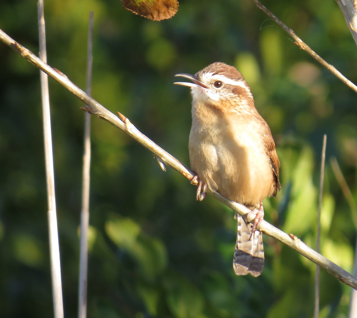 Carolina Wren - ML643246325