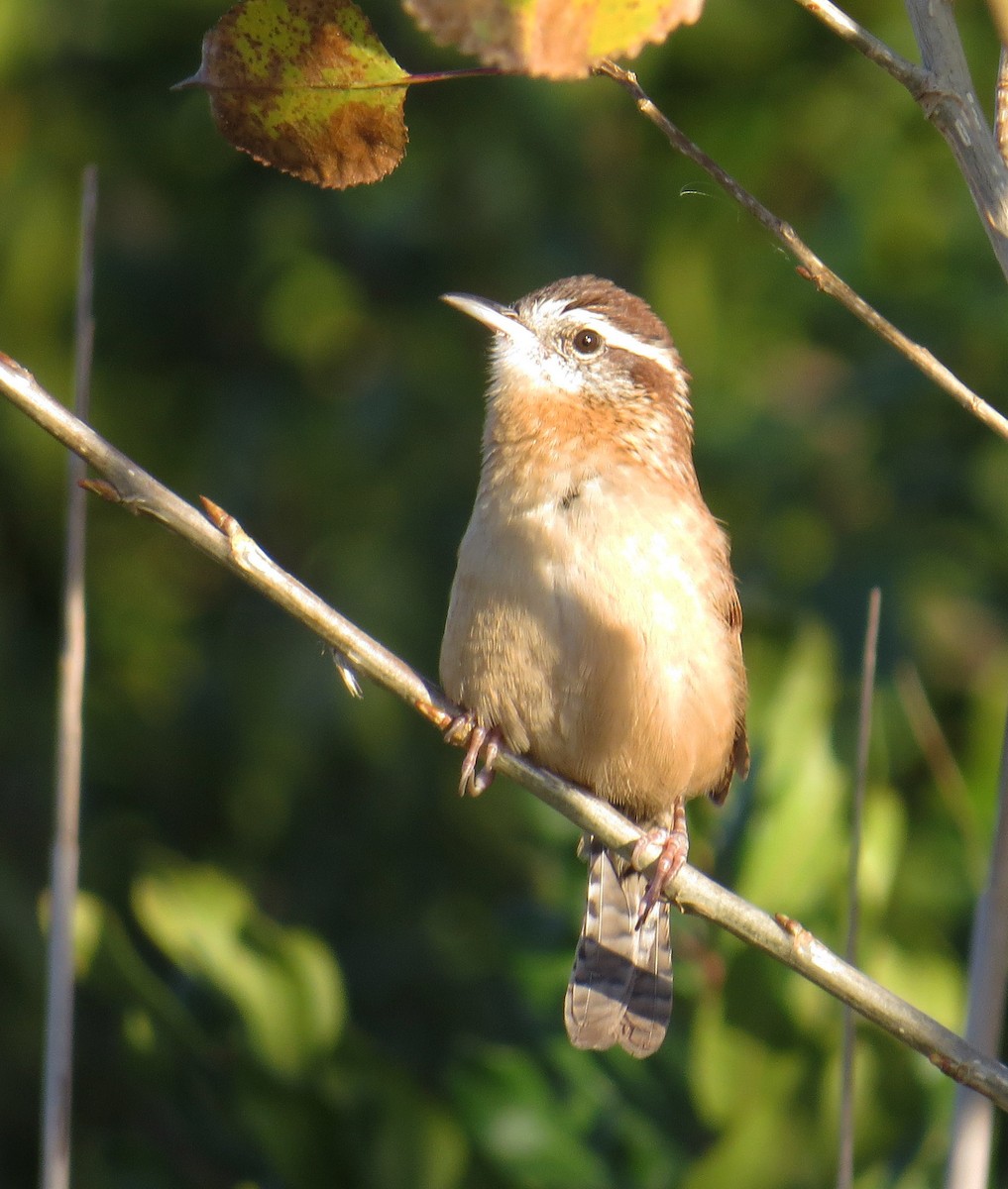 Carolina Wren - ML643246326