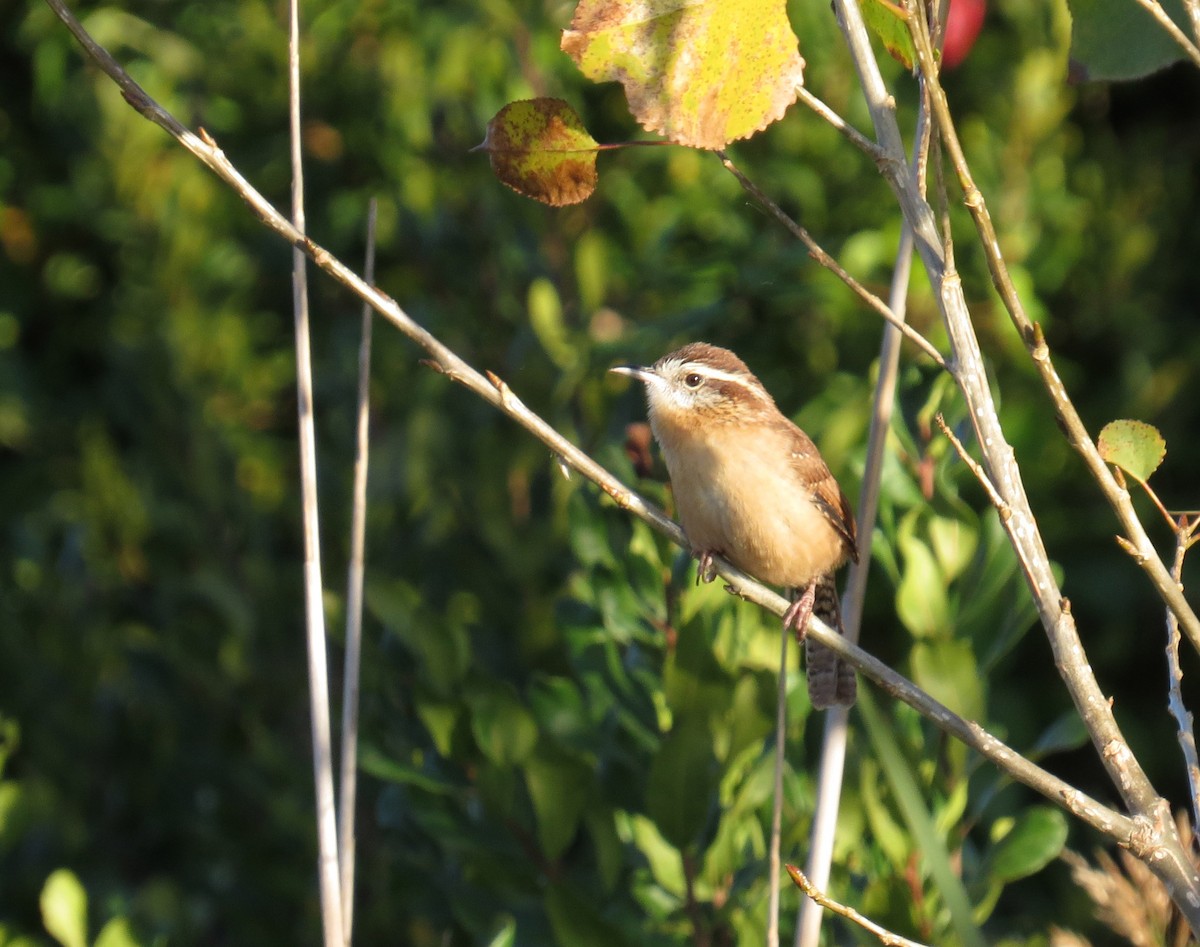 Carolina Wren - ML643246329
