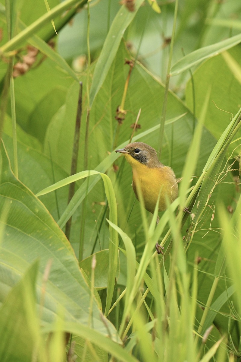 Common Yellowthroat - ML643246338