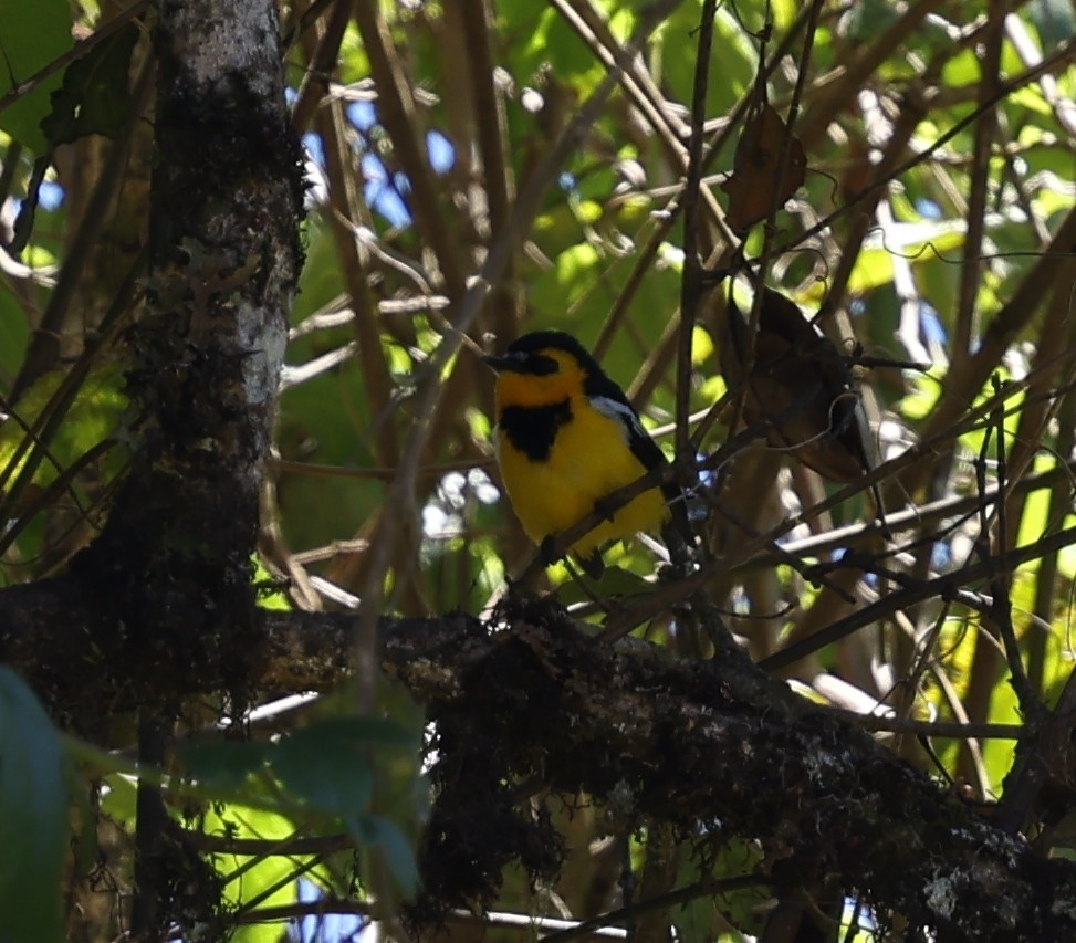 Black-breasted Boatbill - ML643246339