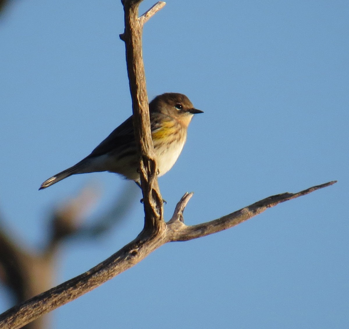 Yellow-rumped Warbler - ML643246355