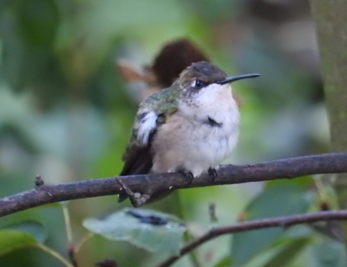 Ruby-throated Hummingbird - ML643246362