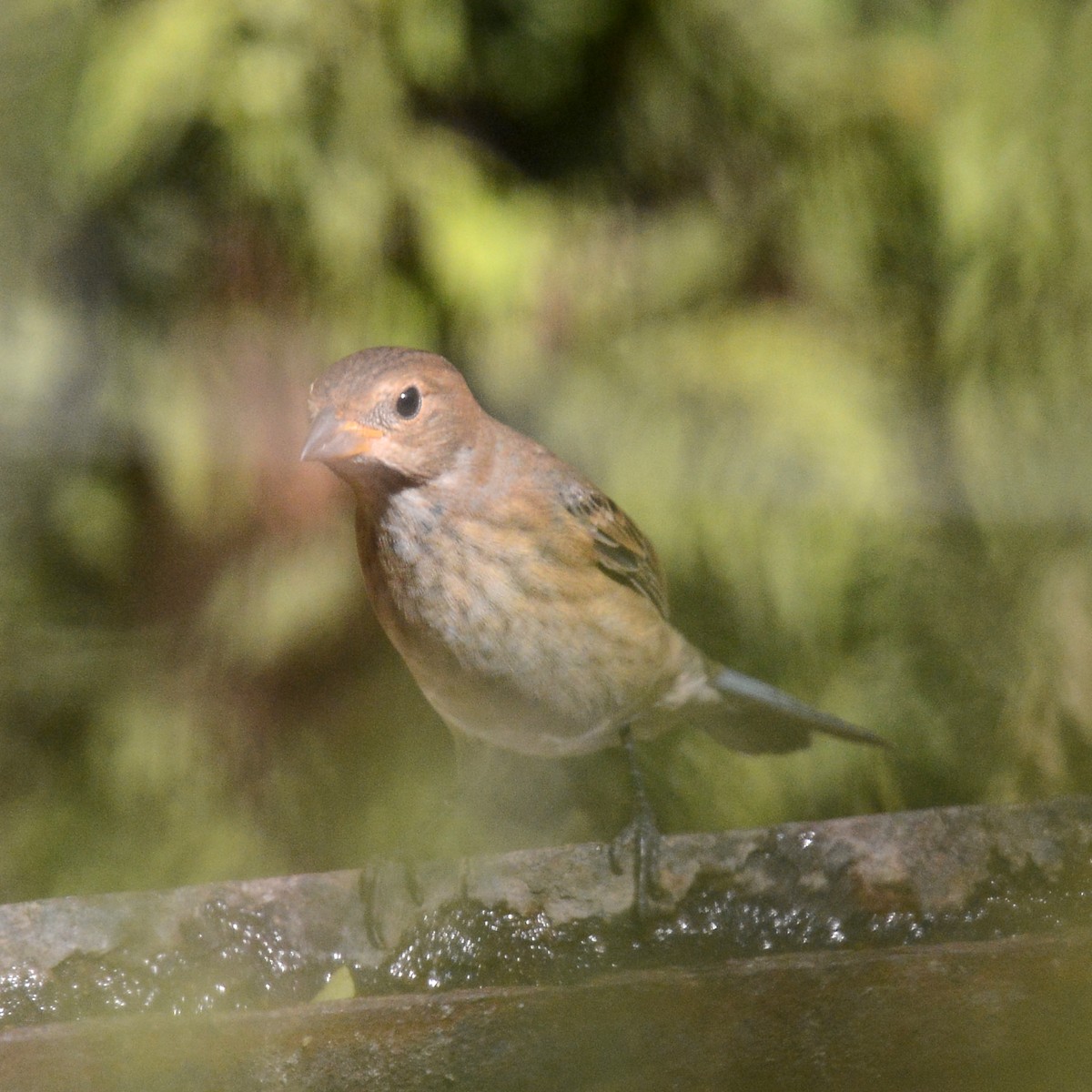 Indigo Bunting - ML643246400