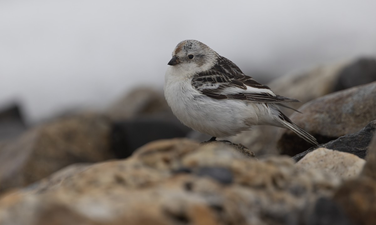 Snow Bunting - ML643246443