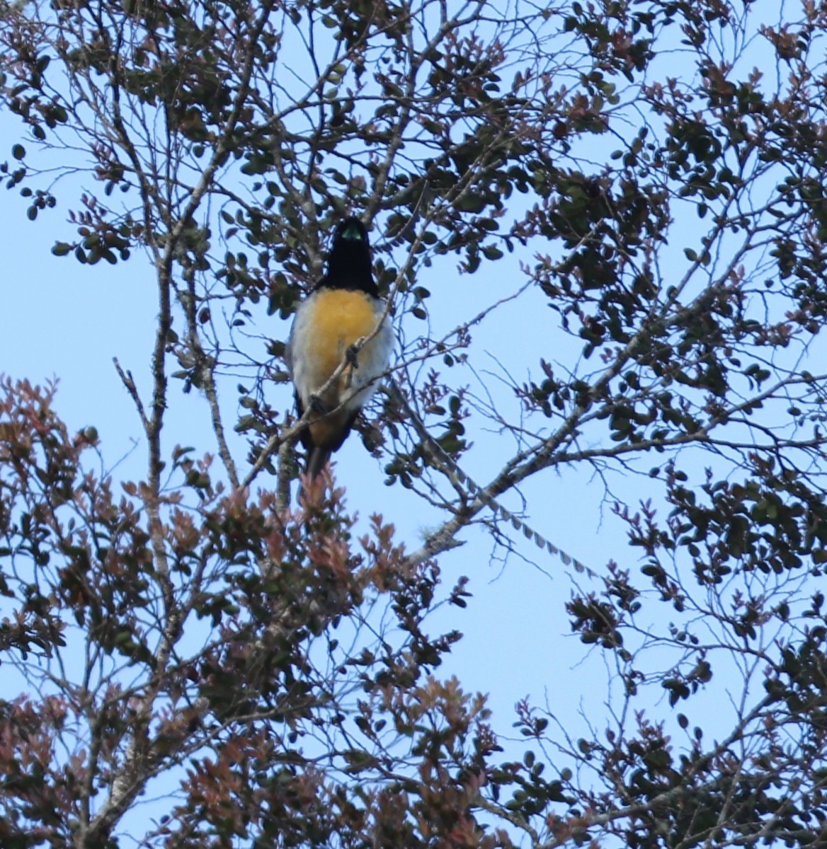 King-of-Saxony Bird-of-Paradise - ML643246473