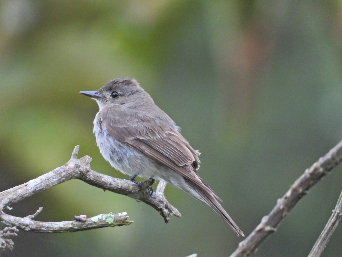 Northern Tropical Pewee - ML643246500