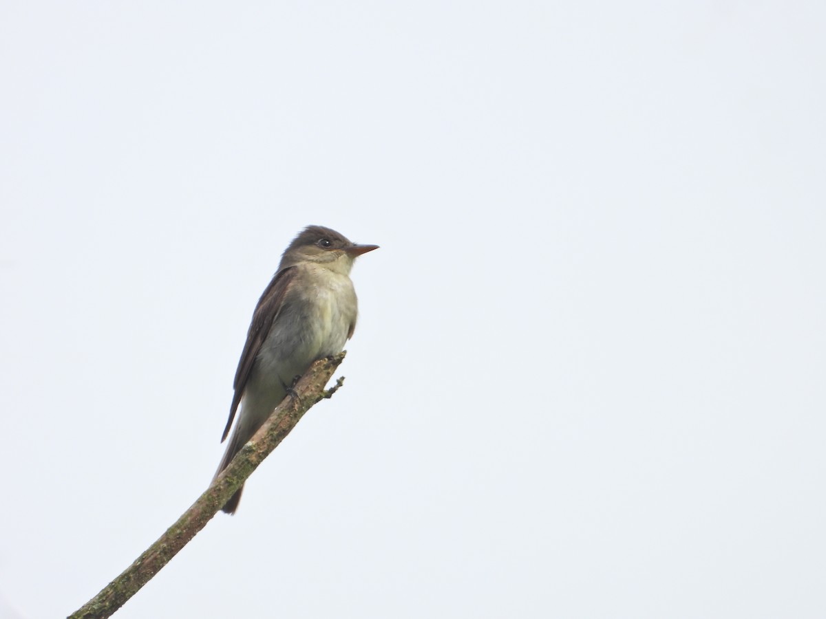 Eastern Wood-Pewee - ML643246517