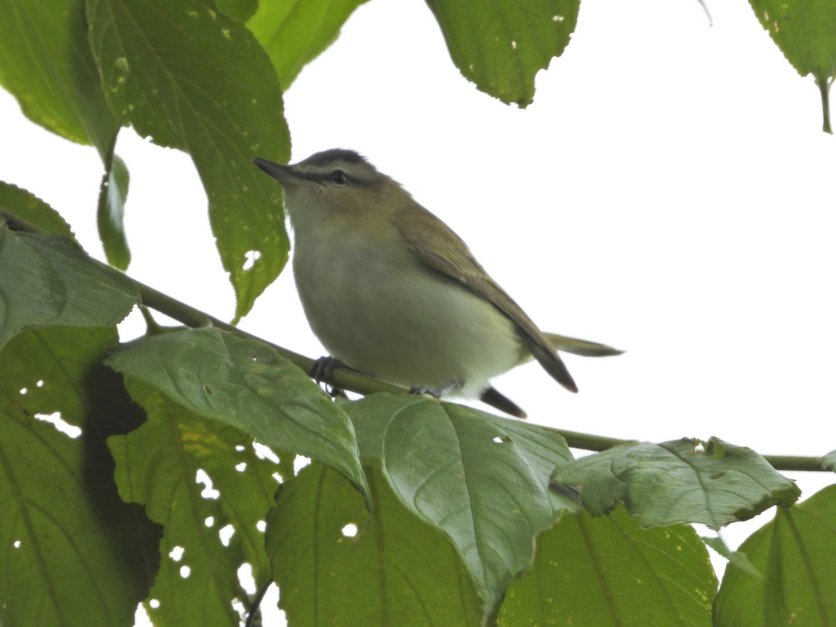 Red-eyed Vireo - ML643246552