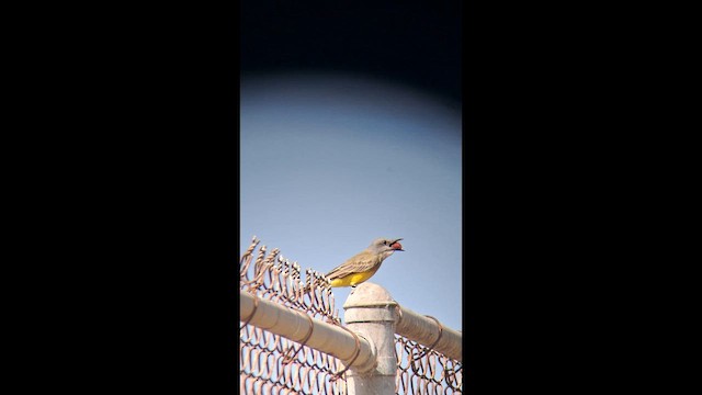 Tropical Kingbird - ML643246554