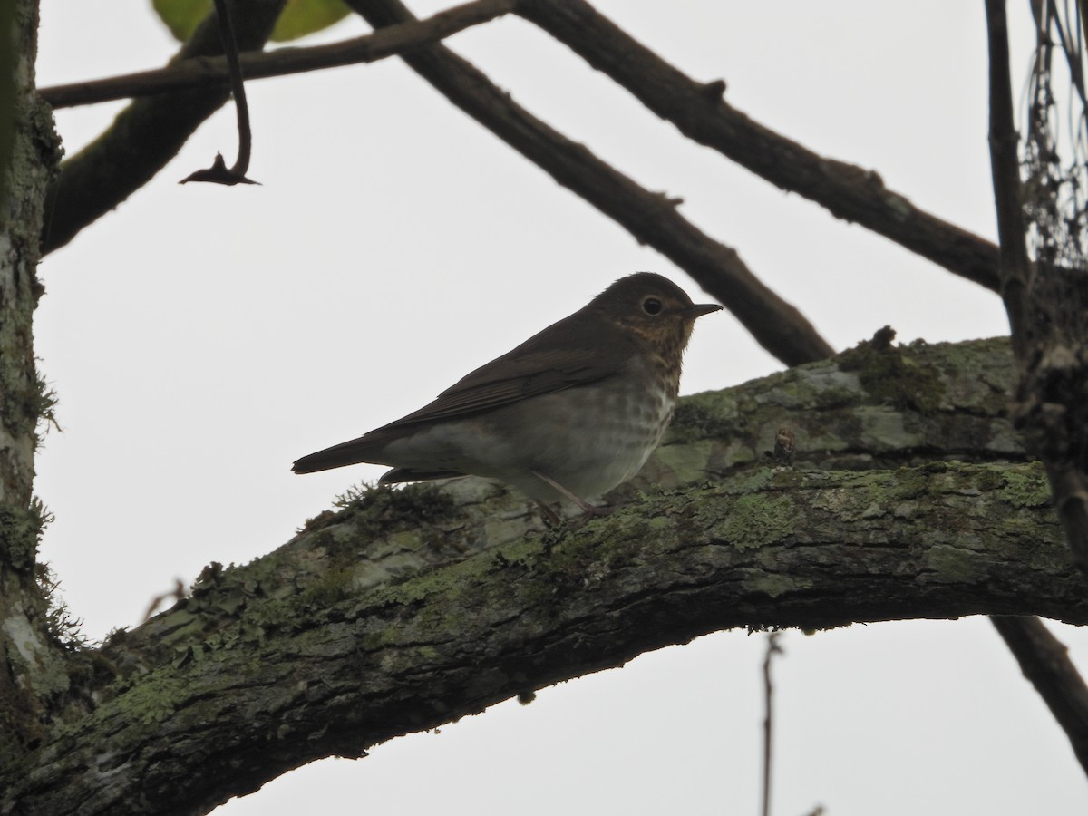 Swainson's Thrush - ML643246565