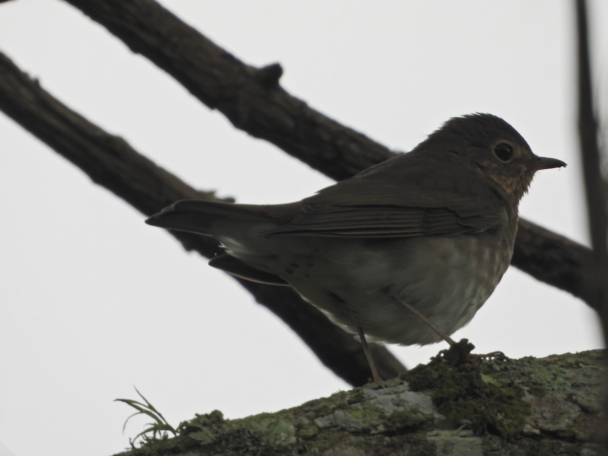 Swainson's Thrush - ML643246566