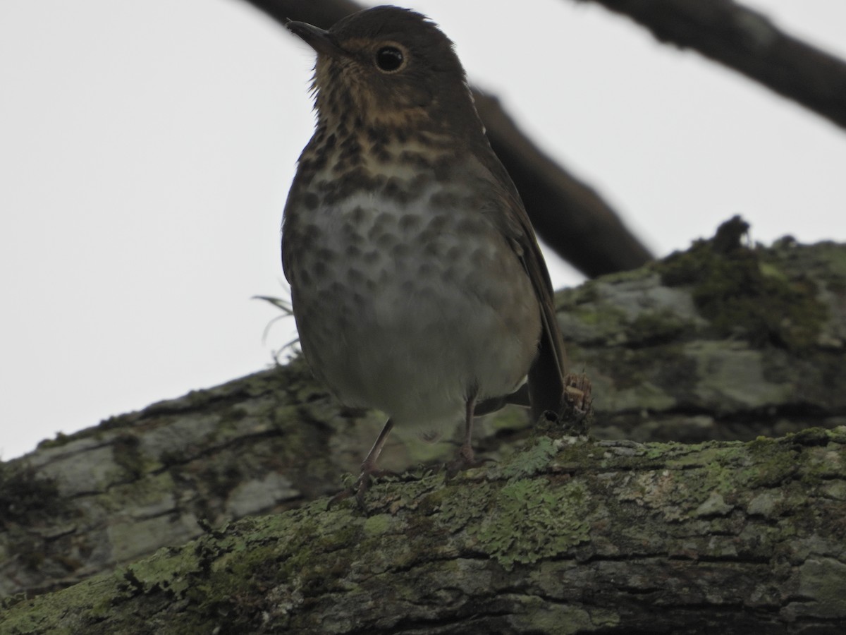 Swainson's Thrush - ML643246567
