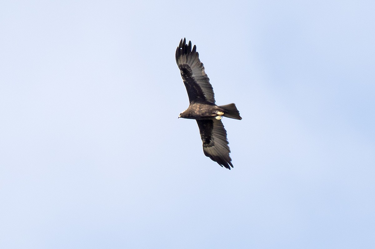 Wahlberg's Eagle - ML643246577
