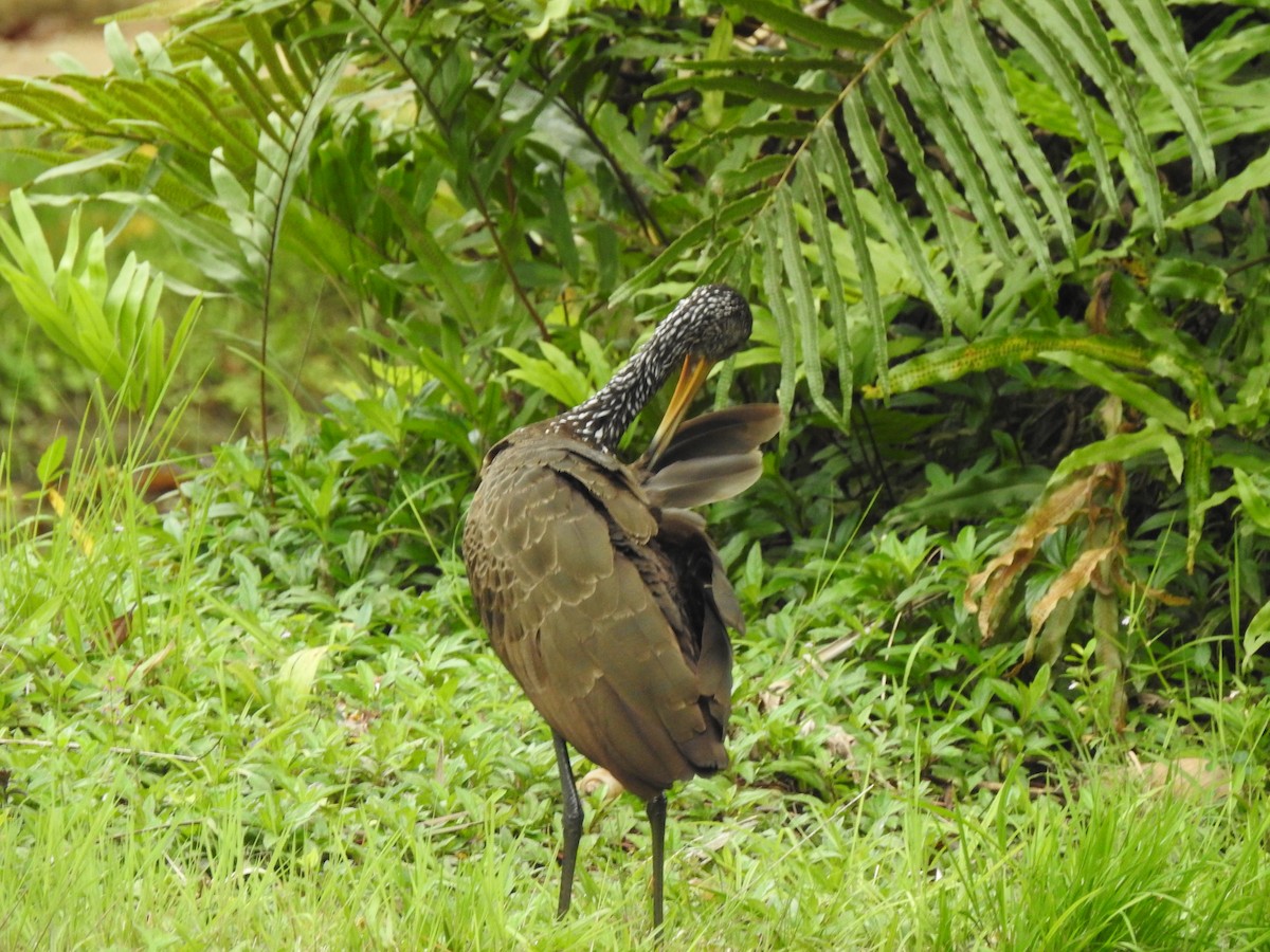 Limpkin - ML643246583