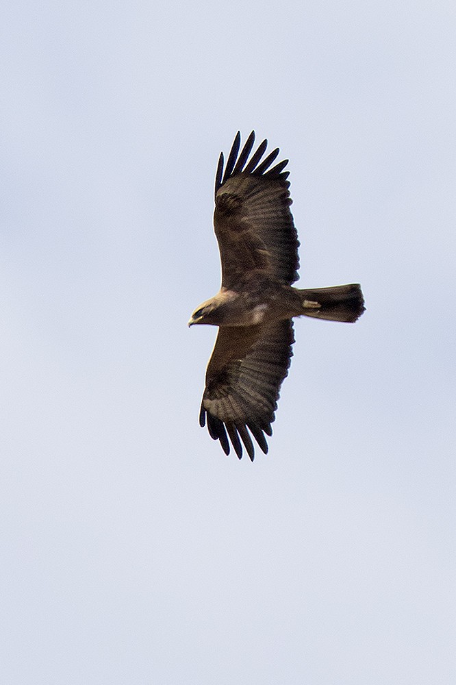 Wahlberg's Eagle - ML643246589